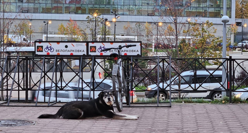 В Воронежской области ввели карантин по бешенству животных