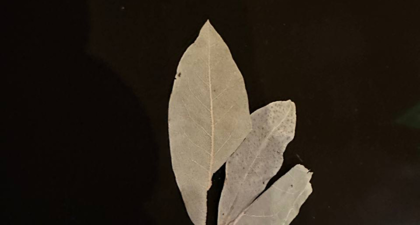 Посев рассады всегда начинаю с лаврового листа: прекрасный стимулятор и защитник от болезней