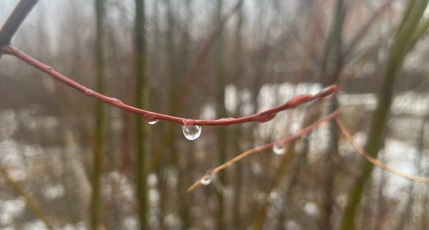 В Воронежской области 9 марта воздух прогреется до +7 градусов: прогноз погоды в регионе