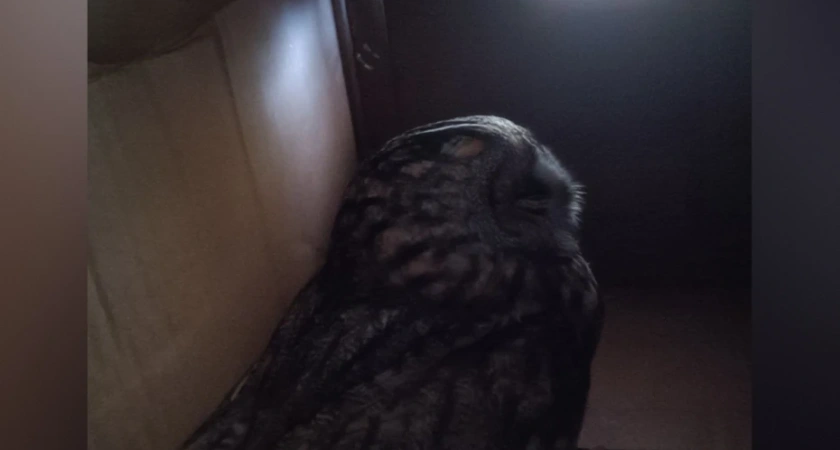 Воронежские волонтеры спасают ушастую сову с травмами после удара о стекло