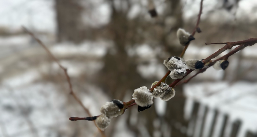 В Воронежскую область идет резкое потепление до +11 градусов во вторник