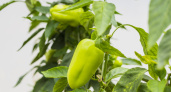 В середине июля перцы только этого и ждут: 3 ложки в воду — и завязи крепкие, а плоды растут без остановки — до 10 кг урожая с куста