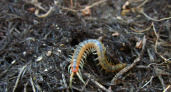 Спасение от проволочника найдено! Этот метод спасет ваш урожай - проволочник откинет лапки