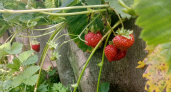 Отложил ножницы для клубники навсегда после эксперимента на 20 кустах. Урожай 2025 года превзошел прошлогодний в 1,7 раза