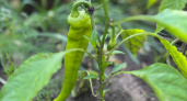 В середине июля перцы только этого и жаждут: 3 ложки в воду — и завязи крепкие, а плоды растут без остановки — до 10 кг урожая с куста