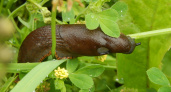 Захватчики из Испании: как слизни создают настоящую угрозу для российских садоводов
