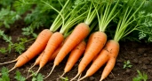 Морковь в июле: 3 ошибки - и тонкая с мышиный хвостик, бледная и “деревянная”. И раздвоенная: и что нужно крупной, яркой и вкусной моркови