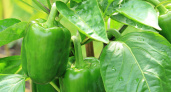 В конце июля перцы только этого и ждут: 3 ложки в воду — и завязи крепкие, а плоды растут без остановки — до 10 кг урожая с куста