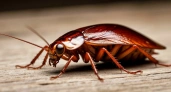 Тараканы из дома сбежали и даже носа не показывают обратно: друг рассказал, как устранил проблему с вредителями