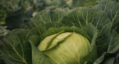 Опрыскать капусту в августе — первым делом: вредители канут в Лету, урожай в 2 раза больше, сохранится всю зиму