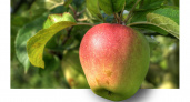 Яблони не болеют уже третий год: 1 средство под корень и зеленые до самых заморозков