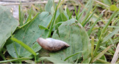 Слизни бегут как от огня: аптечная штука, которая изведет этих вредителей