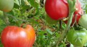 Заставляю зеленые томаты краснеть за 5 дней простым способом. До холодов успеваю снять на 22% больше урожая