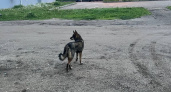 Воронежцы жалуются на стаи бездомных собак в жилых районах