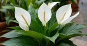 Спатифиллум: Руководство по уходу  о "женском счастье" для пышного цветения
