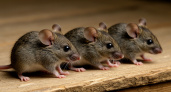 Мышей в доме как ветром сдует: древняя хитрость, которая навсегда выгоняет всех грызунов