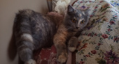 Почему кошка переворачивается на спину рядом с вами: знак, который важно понимать