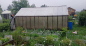 Осенняя подготовка теплицы: пять главных ошибок, которые убивают урожай на год вперёд