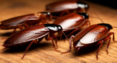 Китайцы избавляются от тараканов только так: смешали два копеечных средства – и усачи убегают, стуча копытами