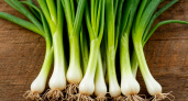 Выгоняю зеленый лук в ноябре за 13 дней - нужна бутылка и опилки: в магазине за пучок такой зелени дерут от 200 р.