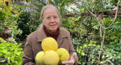 Воронежский ботанический сад собрал необычный урожай крупноплодного лимона Пандероза