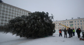 Жительница Воронежской области подарила новогоднюю ель землякам