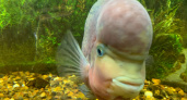 Экзотическую рыбу из Южной Америки поймали в воронежском водохранилище 