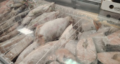 Одна ошибка при разморозке рыбы — выбрасывайте весь продукт без раздумий: запомните раз и навсегда