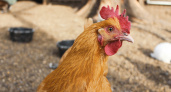 Куры несутся каждый день без перерыва: правила составления рациона от опытных заводчиков