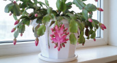 1 таблетку в горшок, чтобы декабрист радовал цветами всю зиму: лучшее удобрение декабря