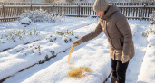 3 пачки крупы из магазина заменят камаз навоза. Зимой кидаю на снег - все лето наслаждаюсь пышным садом