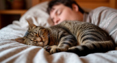 Почему кошки спят с человеком: 3 главные причины и важные моменты, о которых следует помнить