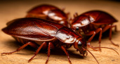 Как окончательно победить тараканов: лучшие средства для быстрого избавления от вредителей — проще не придумать