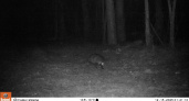 В Воронежской области фотоловушка запечатлела енотовидную собаку