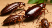 Как окончательно победить тараканов: лучшие средства для быстрого избавления от вредителей — проще простого