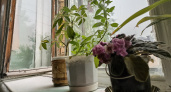 Кладу на подоконник и всю зиму живу в тепле – лучше не придумаешь: в доме жарко даже в - 40°C