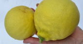 В воронежском Ботсаду созревают лимоны-гиганты весом до 700 граммов