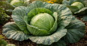 3 лучших сорта капусты - плотные, тяжелые и урожайные: подходят для всего