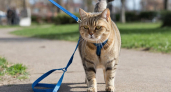 Почему выгул кошки на шлейке — точно рискованная практика, не соответствующая их природе