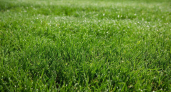 Ни в одной фирме об этом не скажут: как же стартануть газон весной, чтобы не было пучков травы, проплешин и жёлтых пятен
