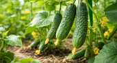 Огурцы, которым плевать на погоду: топ-3 лучших сорта, плодоносящие до заморозков