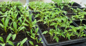 Дачники, 1 ложка и 0,5 таблетки для рассады в конце апреля: Растёт крепкой и мощной