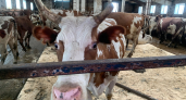 Более 60 партий некачественной продукции выявили ветеринары в Воронежской области с начала года