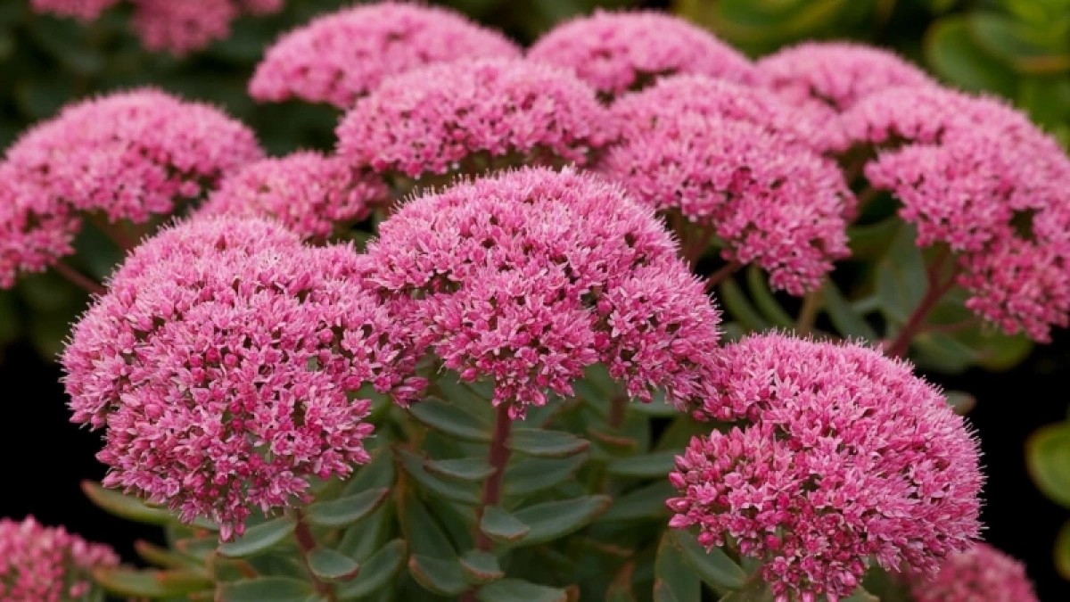 Роскошный лиловый фонтан из ароматных гирлянд весь сезон: неприхотливый кустарник растет даже на самых скудных почвах