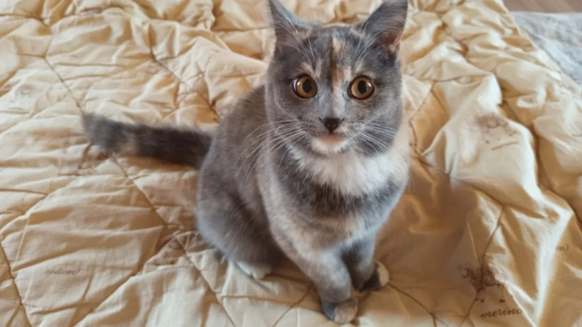 В Воронежской области во дворе многоэтажки нашли брошенного в переноске кота