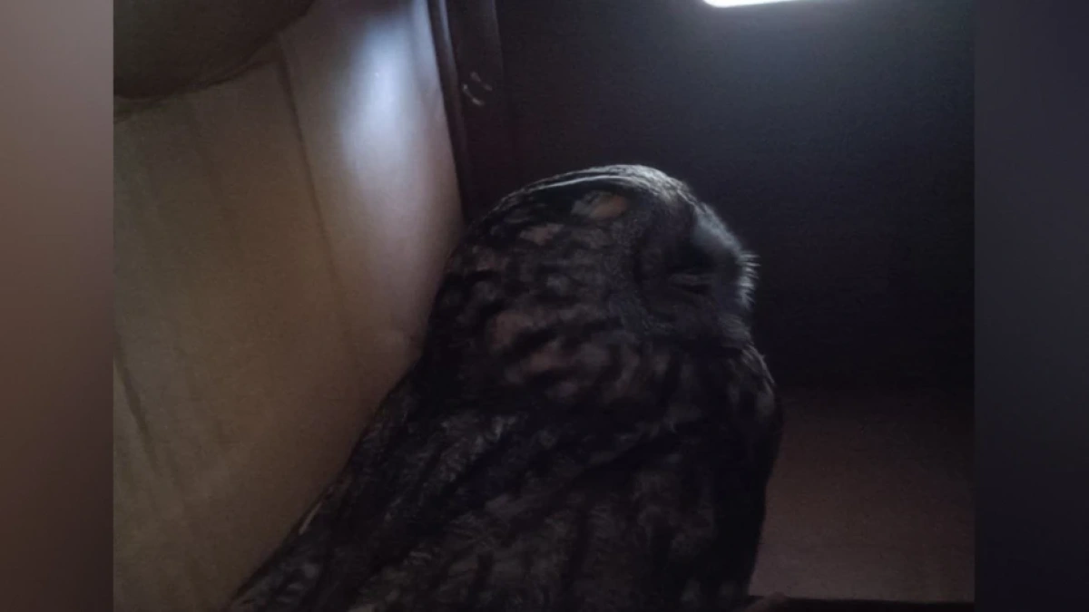 Воронежские волонтеры спасают ушастую сову с травмами после удара о стекло