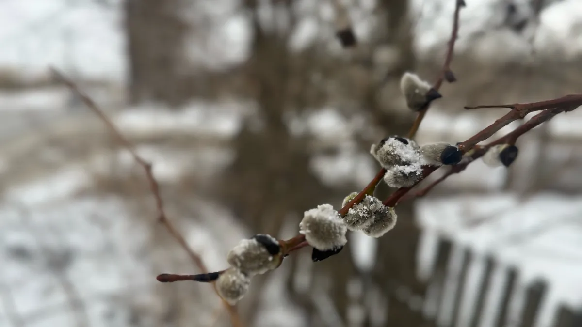 В Воронежскую область идет резкое потепление до +11 градусов во вторник
