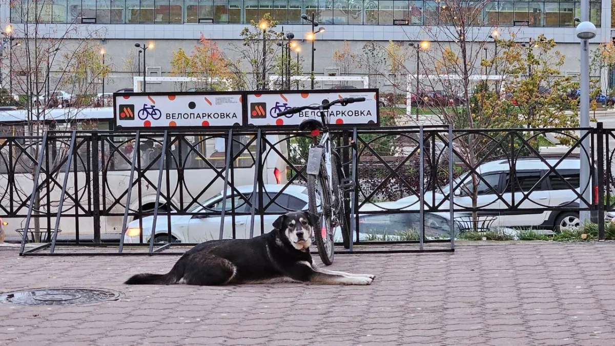 В двух селах Воронежской области ввели карантин по бешенству до 23 июня