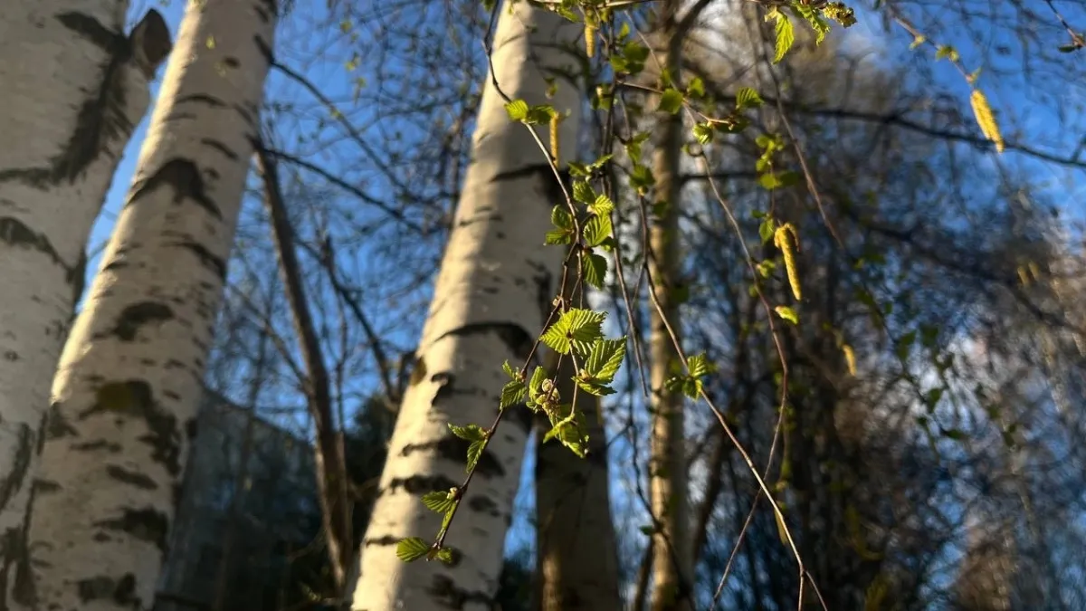 Тёплая и ясная погода ожидается в Воронежской области 14 марта