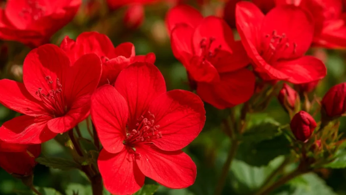 Роскошный лиловый фонтан из ароматных гирлянд весь сезон! Неприхотливый обильноцветущий кустарник